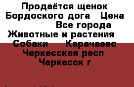 Продаётся щенок Бордоского дога › Цена ­ 37 000 - Все города Животные и растения » Собаки   . Карачаево-Черкесская респ.,Черкесск г.